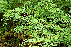 Indigo leaves