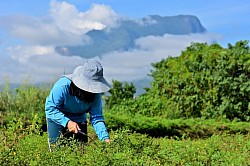 Our indigo field / Studio Chiangdao Blue