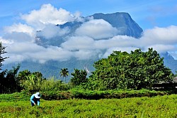 Mt.Doi Luang Chiang Dao and indigo field