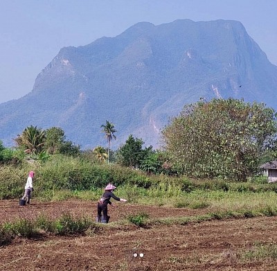 indigo field of Studio Chiangdao Blue