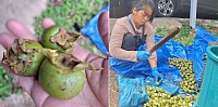Wild Persimmon Season Begins – Honoring Nature’s Wisdom